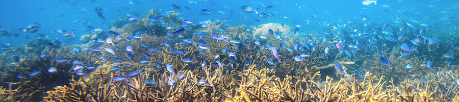 Scuba Dive with Reef sleep, Whitsundays with yellow fish
