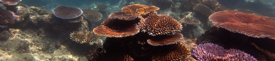 views of underwater corals on the great barrier reef