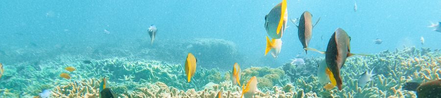 Fish with yellow underwater tails 