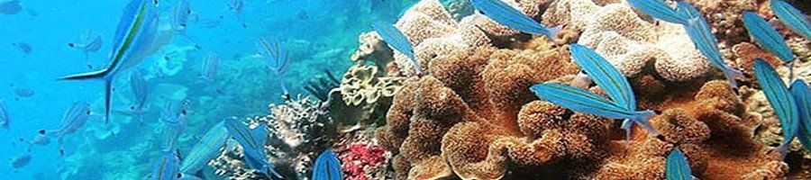 cairns great barrier reef tours catamaran