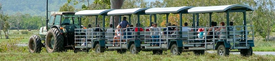 transport, crcodile safari