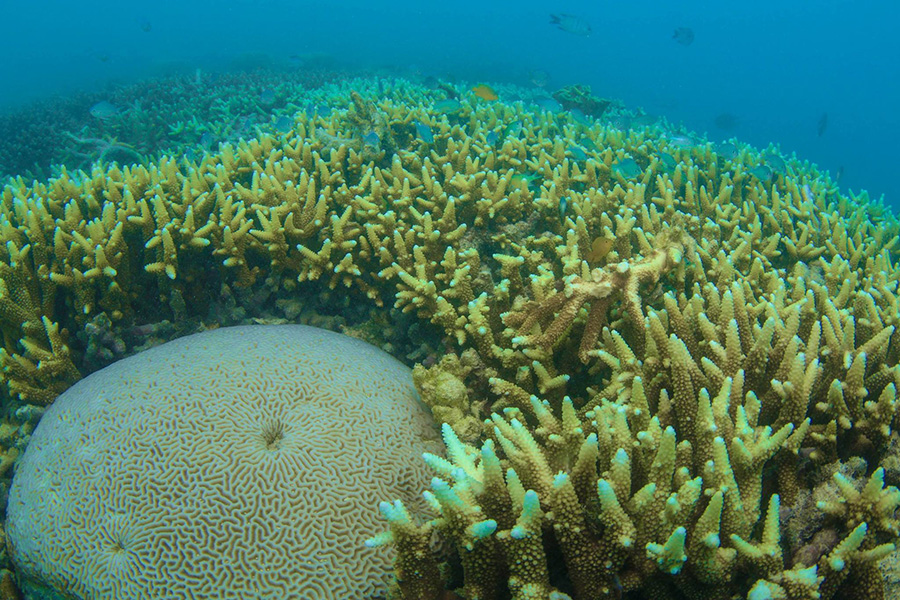 Coral after Cyclone Debbie