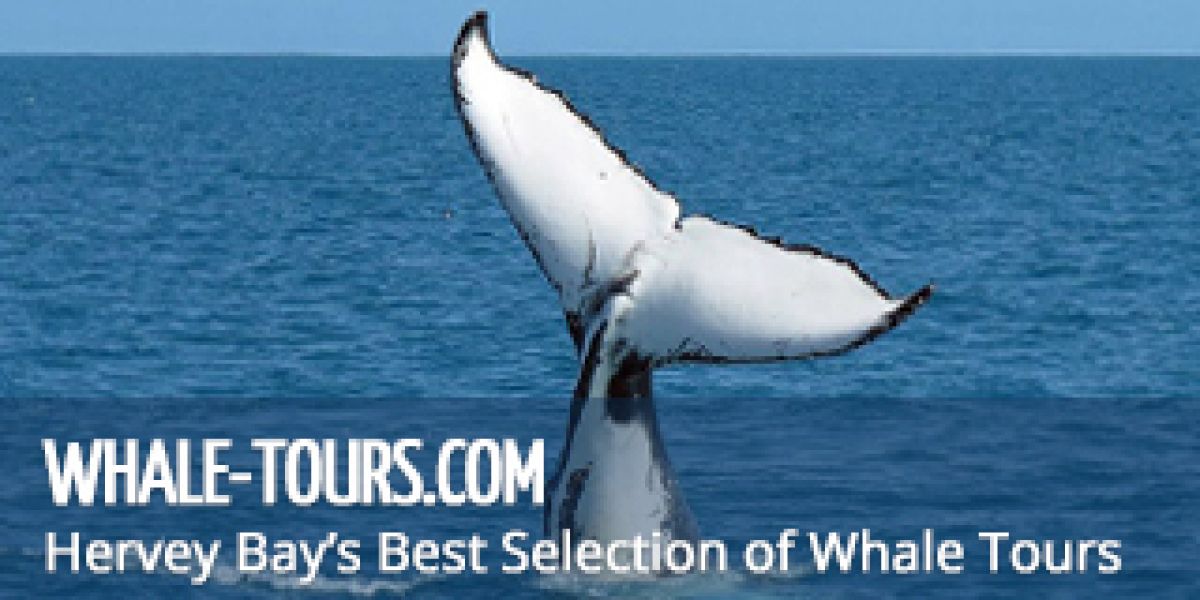 Book with Whale Tours to see breathtaking humpback whales in the wild. Check out our award-winning whale tours today!
